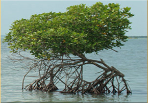 mangrove ecological systems